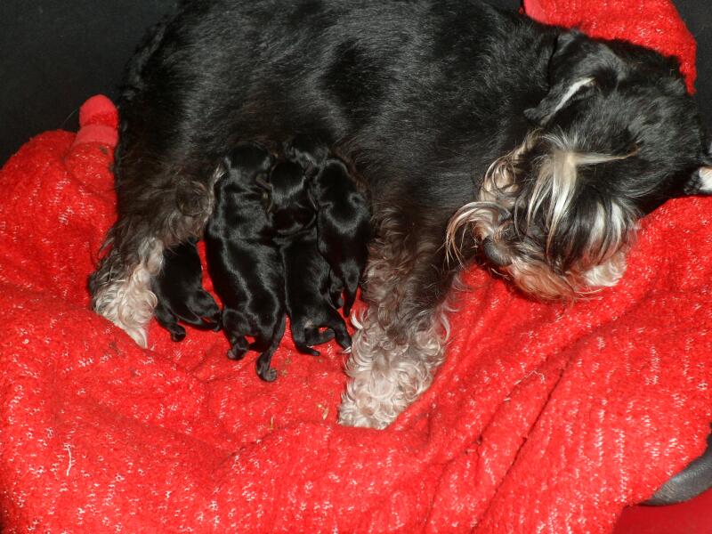 11.5.2013-L-Wurf mit Ayla