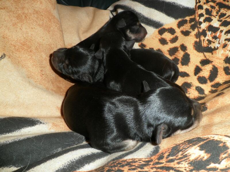 11.5.2013-L-Wurf von Ayla