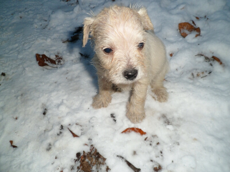 12.12.2012-Kalle nach dem Essen im Schnee