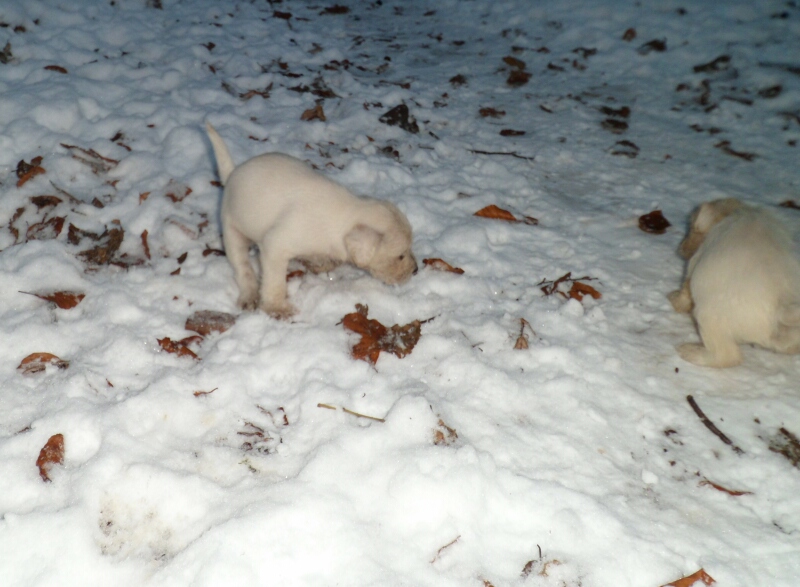 12.12.2012-erste Haufen im Schnee1