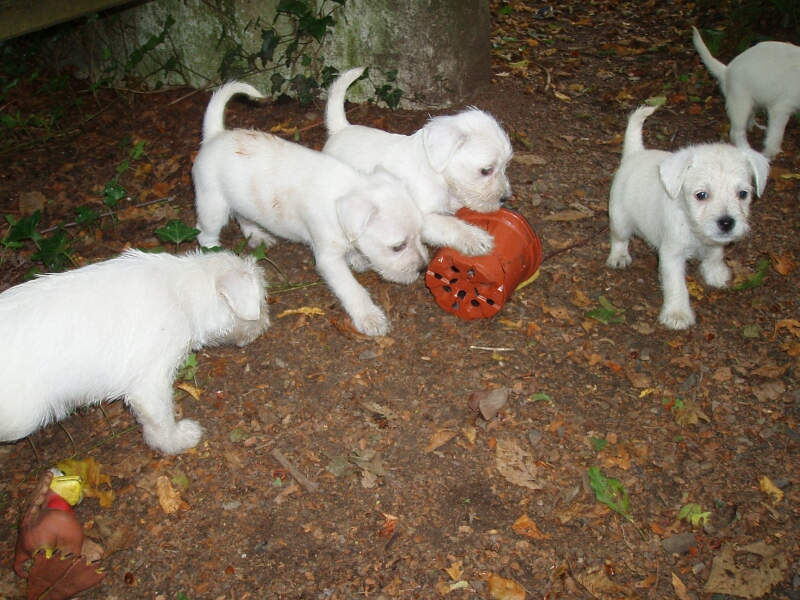 12.9.2011-I-Babys mit Blumentopf