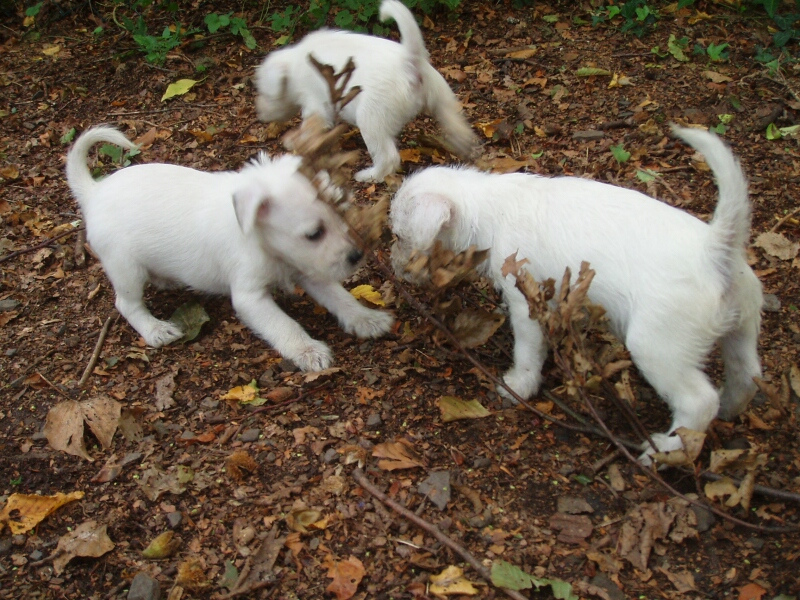 15.9.2011-I-Babys spielen mit einem stchen