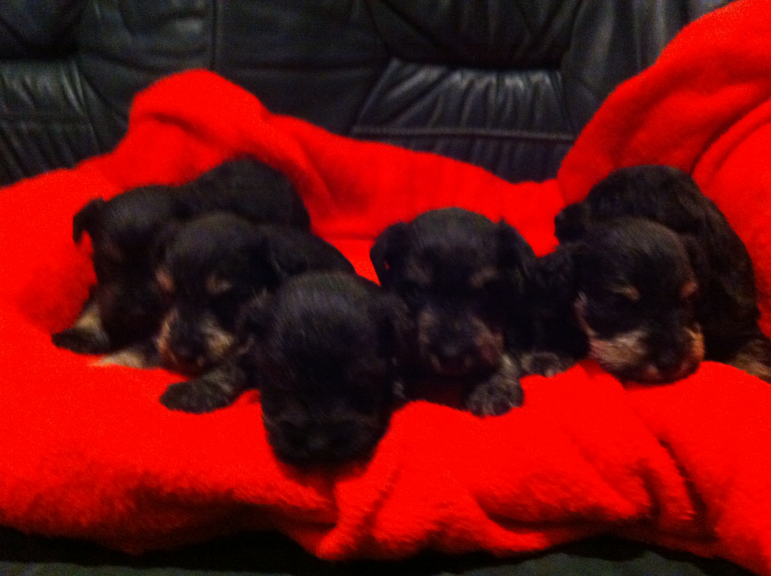 6 ss auf roter Decke-27.5.2014