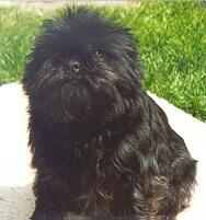 Affenpinscher