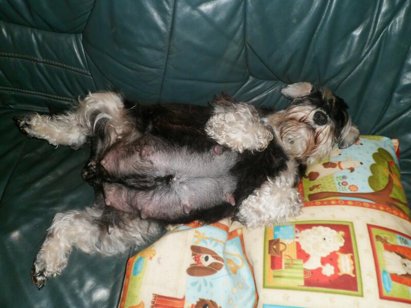 Ayla-das ist ja wohl ein Bauch-10.5.2013