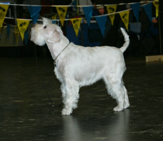 Debby himmelt Frauchen an 26.3.2011