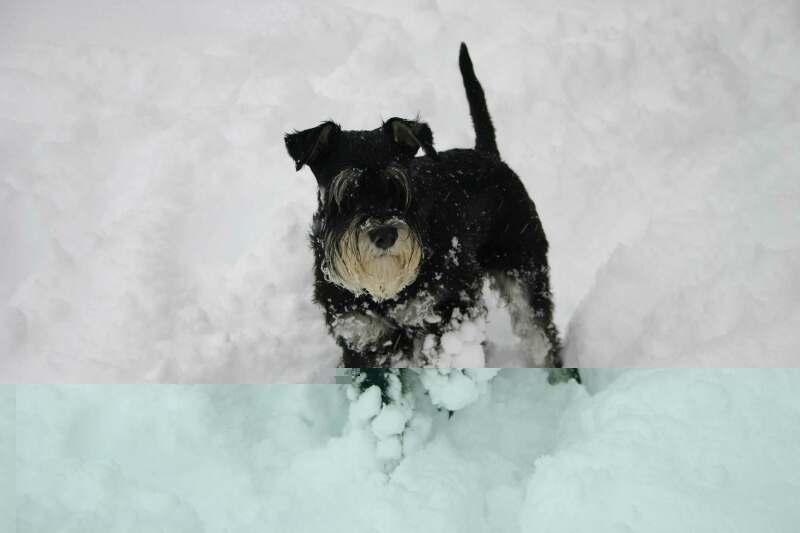 Freddy im Schnee-22.1.2012