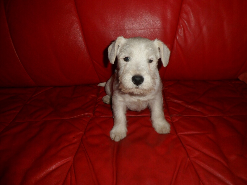 Kimba sitzt auf rotem Sofa.26.1.2013