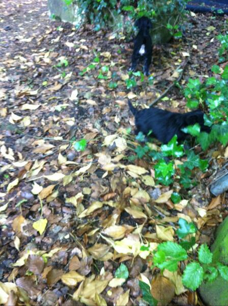 L-Babys erste Laubtour mit 4 W