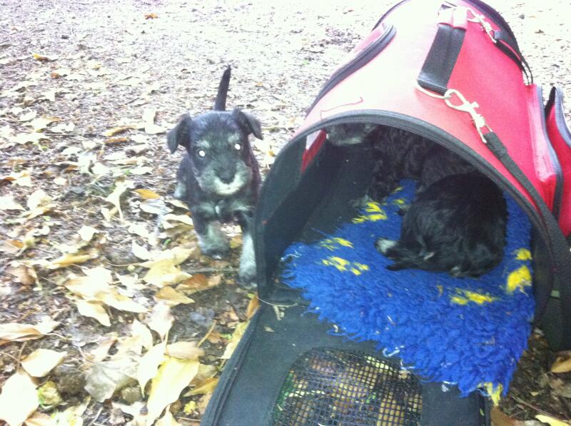 L-Babys haben ihr Geschft erledigt