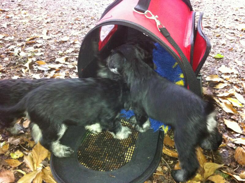 L-Babys in roter Tasche