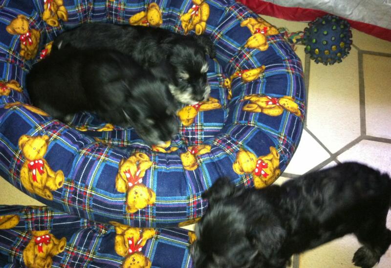 L-Babys sind wieder im Wohnzimmer 6 Wo. alt