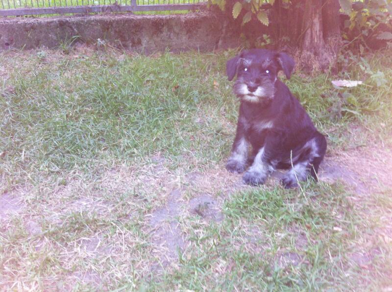 Lucie hell-17.7.2013