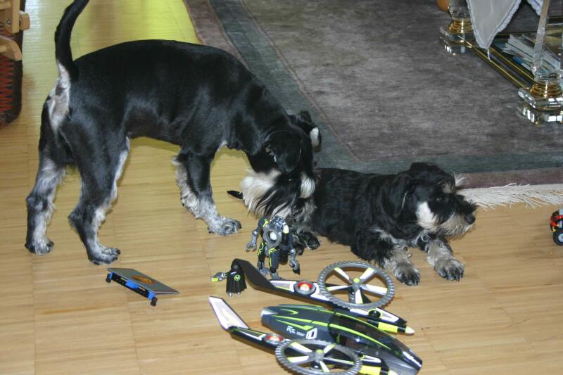 Lupus mit Freddy-8.8.2013