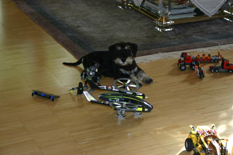 Lupus mit Spielzeug-8.8.2013