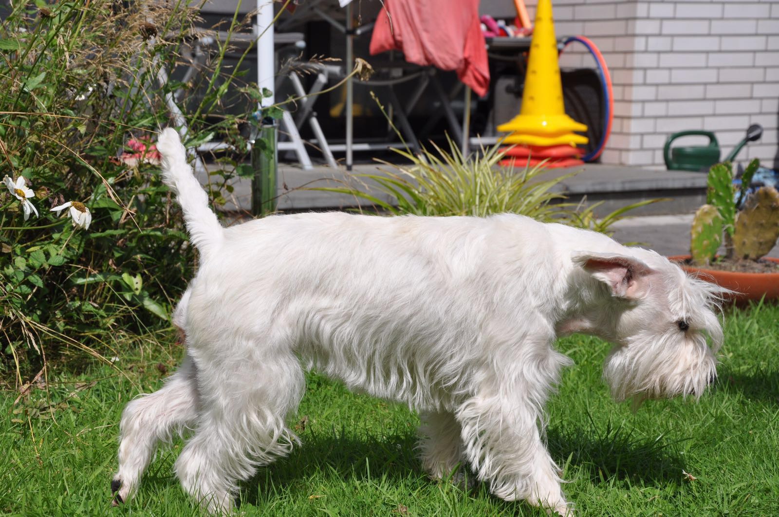 Melody schnffelt nach dem Dcken 2016