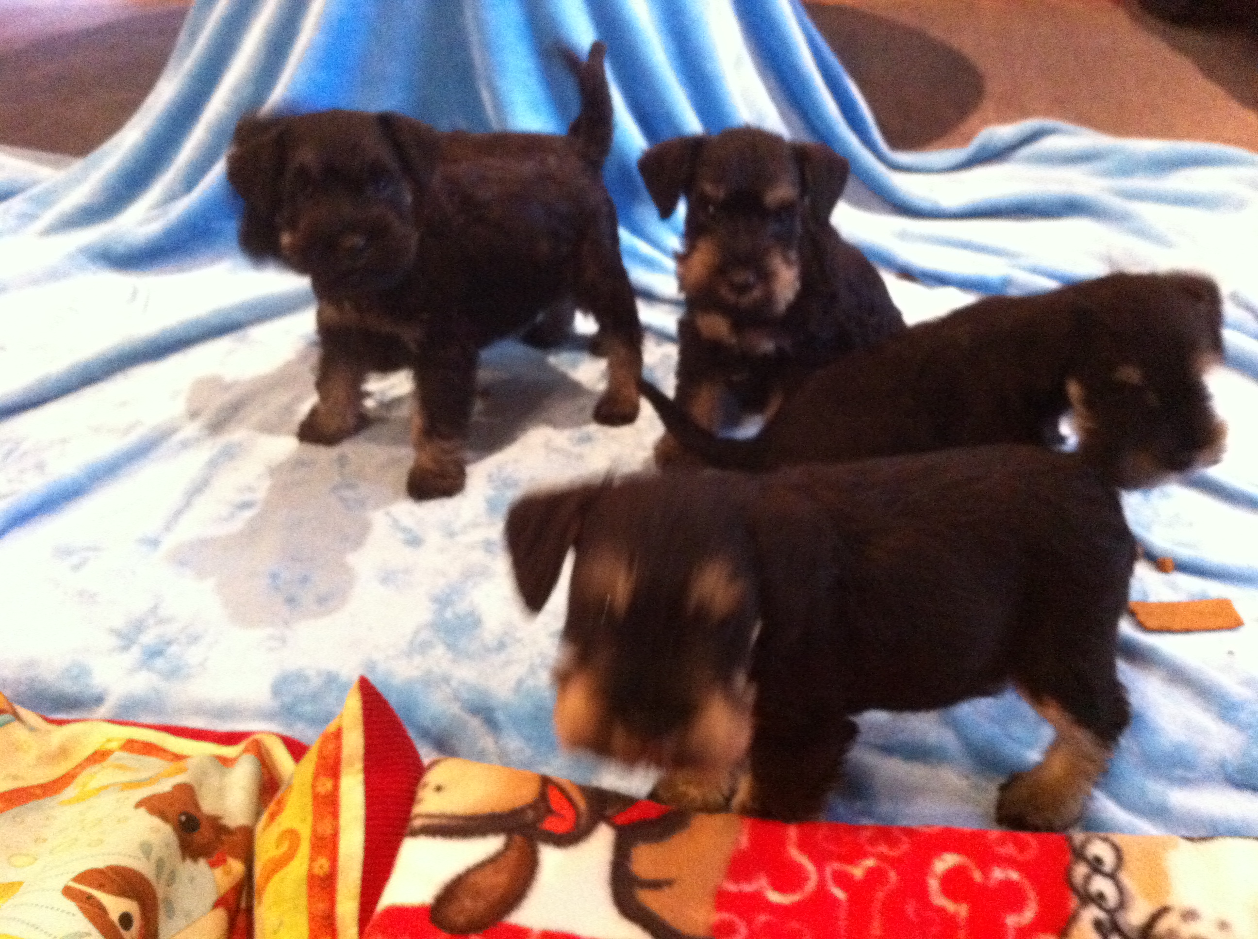 N-Babys blaue Decke-19.6.2014