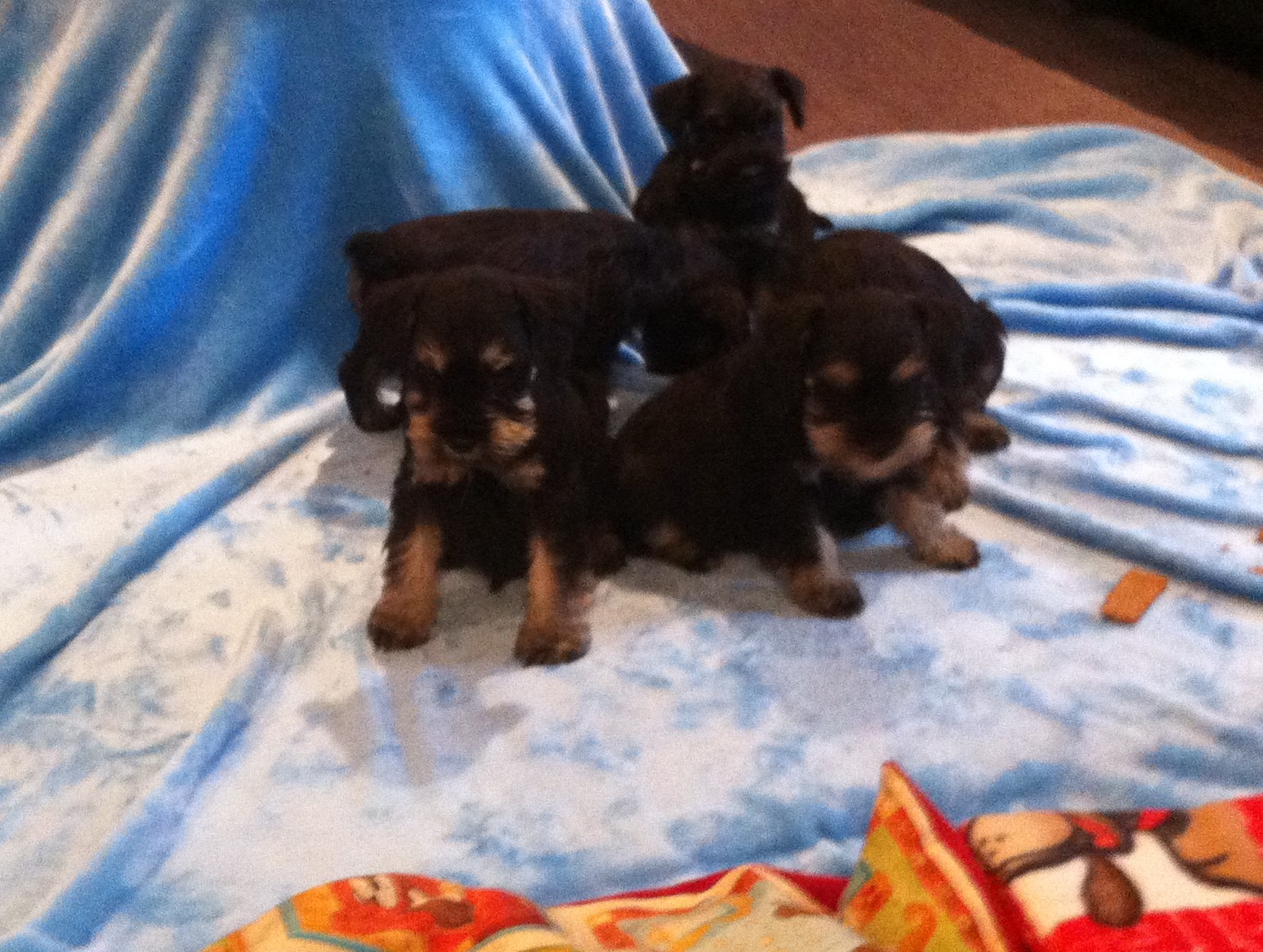 N- Babys auf blauer Decke-19.6.2014