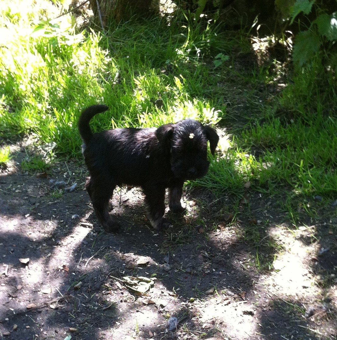 Nero mit Blte auf Kopf