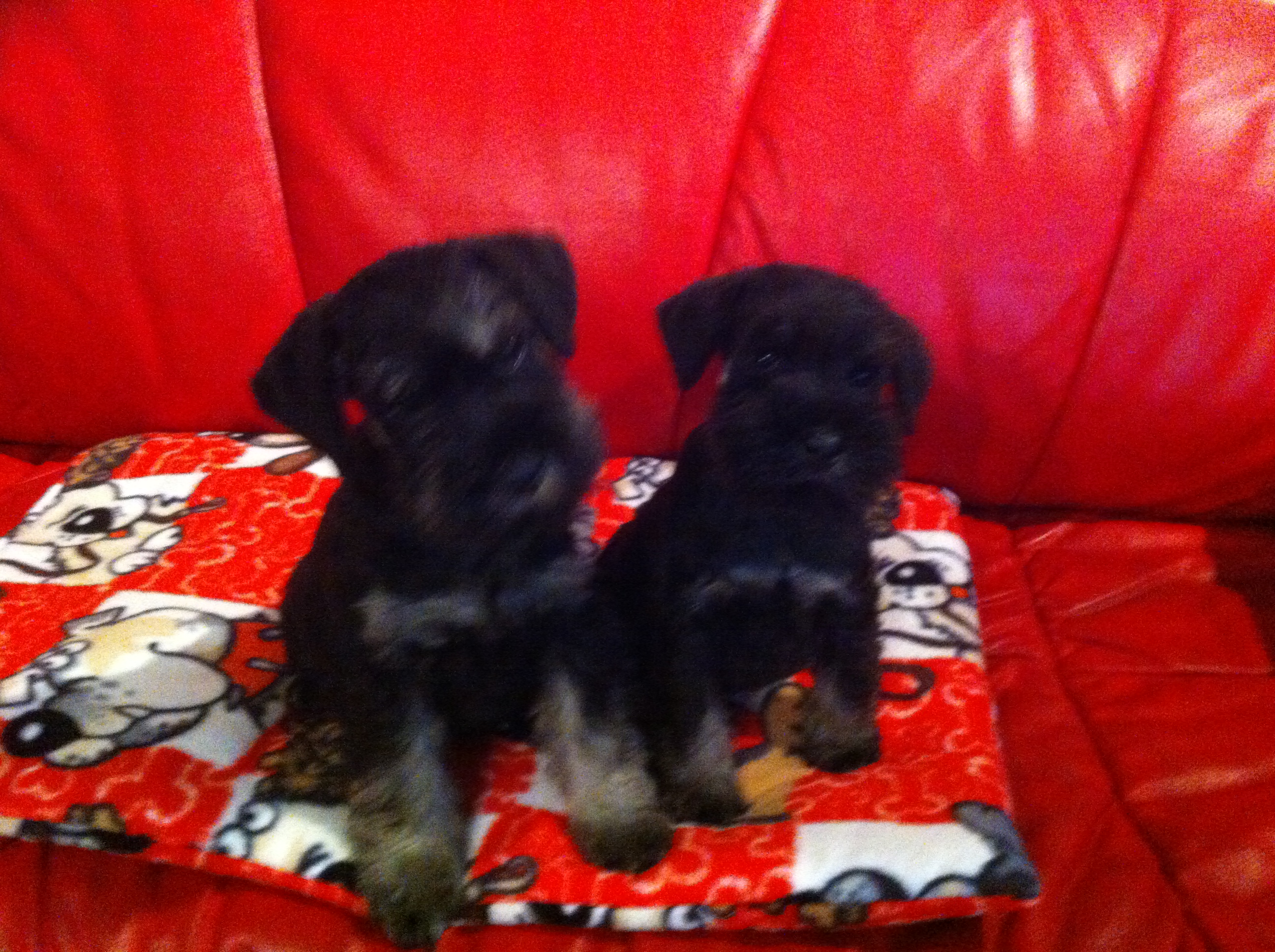 Nico und Nero schauen s