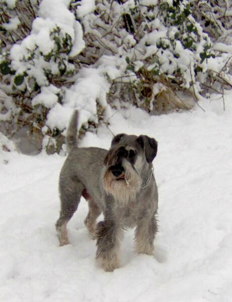 Schnauzer pfs