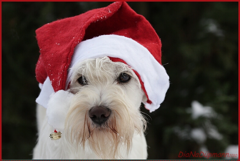 Snert als Nikolaus 2010