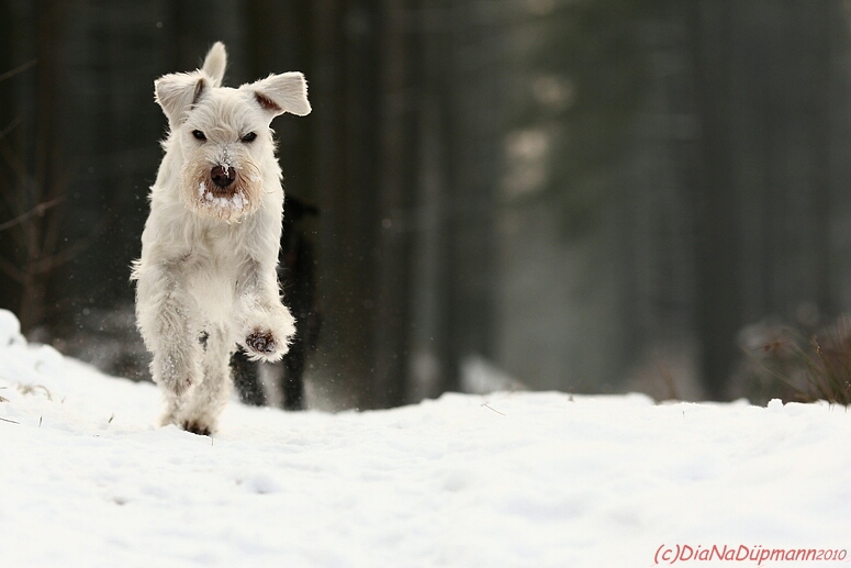 Snert im Schnee 12.2010