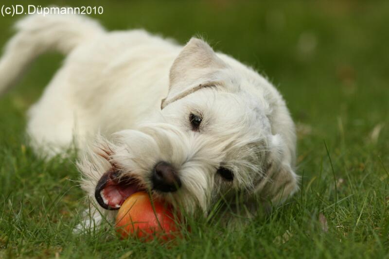 Snert mit Apfel