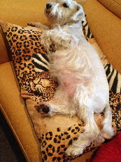 Melody auf Gepardenkissen