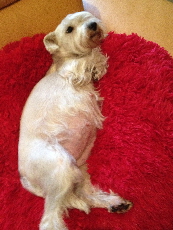 Melody auf rotem Kissen