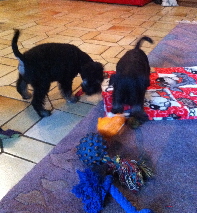 Nico und Nero spielen