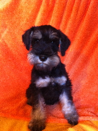 Nora Kira vorm Trimmen-5.8.2014